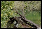 Parc de Lyon