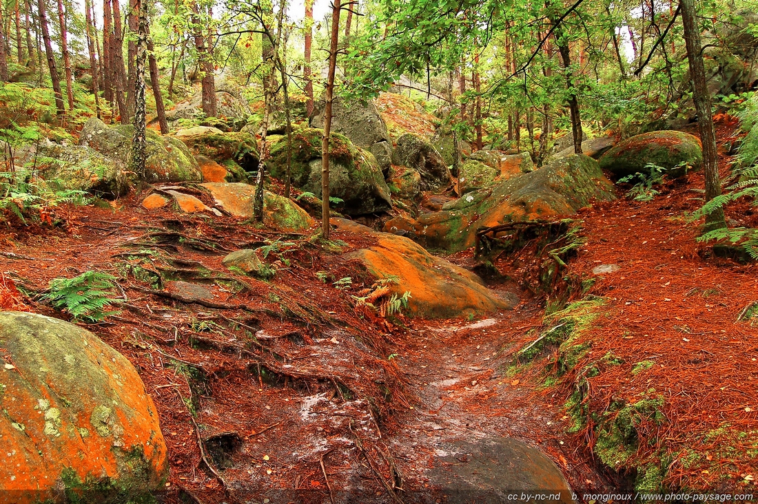 Forêt de Fontainebleau