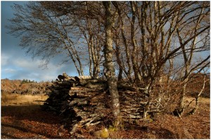 Balade en Lozère (48).